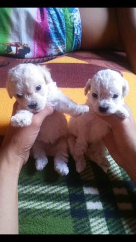 Poodle micro macho branco 600