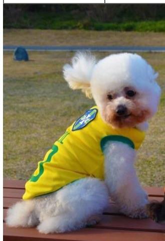 Roupa da Seleção Brasileira para Cachorros