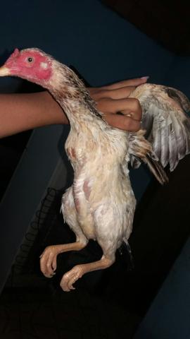 Uma galinha e uma franga