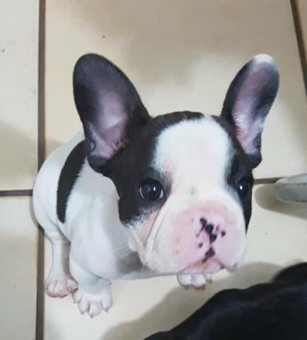 Bulldog Francês