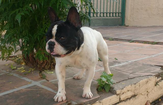 Bulldog Francês Padreador(monta natural)