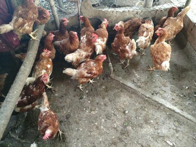 Galinhas poedeiras
