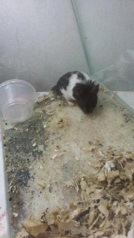 Hamster Sírio Macho Panda