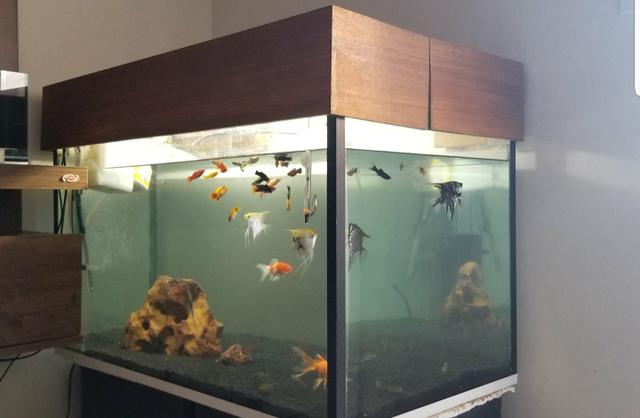 Lindo aquário completo