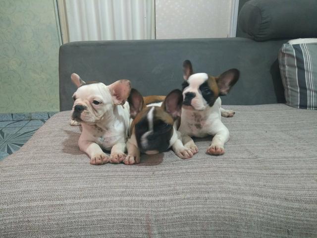 Bulldog francês fêmeas