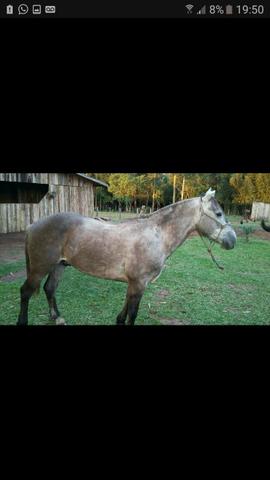 Cavalo criolo