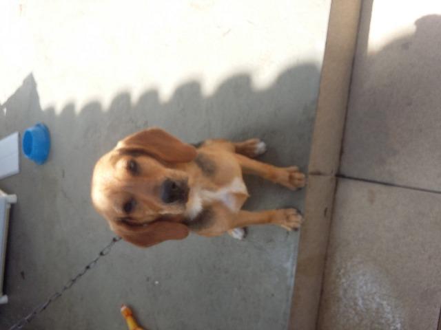 Doação Beagle