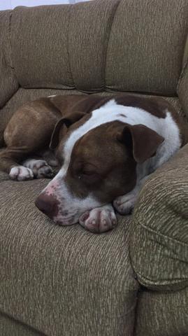 Doação responsável