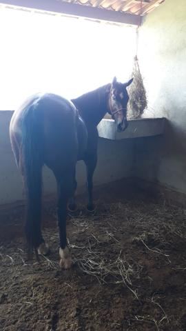 Egua de esquerda top com documento