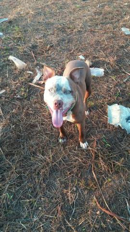 Pitbull desaparecido