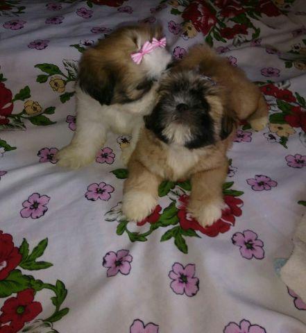 Promoçao Shihtzu fêmea