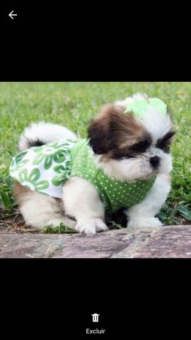 Shih tzu