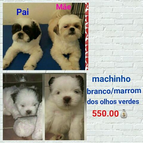 Shitzu branco/chocolate