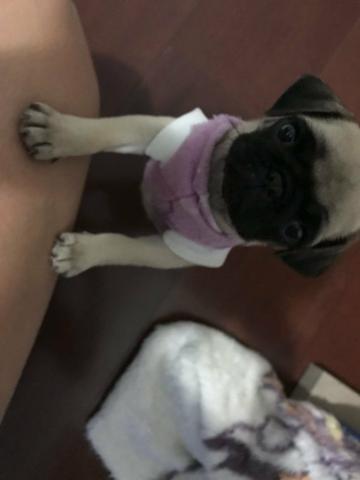 Vendo PUG fêmea
