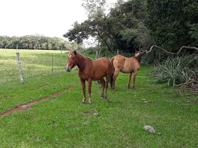 Égua Quarto de Milha