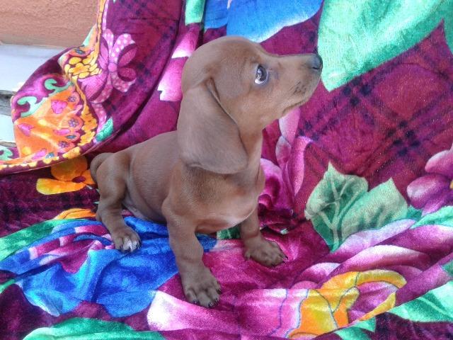 Bassezinho cofap macho, Vacinado e vermifugado