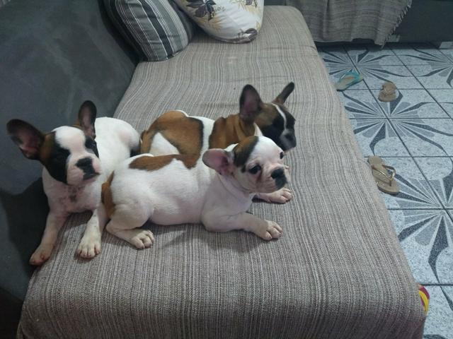 Bulldog francês fêmeas