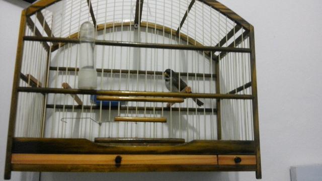 Troco colerinha por um celular samsumg j3 pra cima