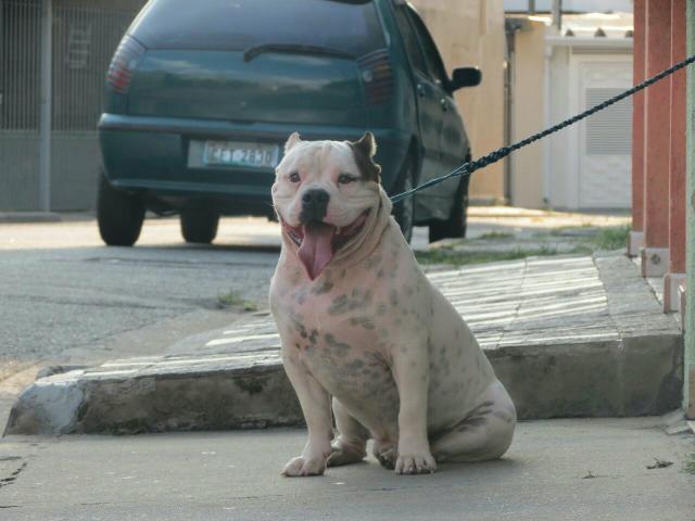 American Bully Oportunidade única