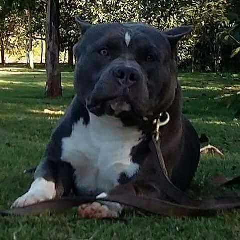 American Bully disponivel para cobertura
