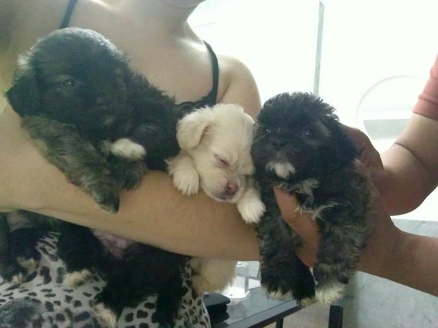 Apenas 450 reais lhasa apso