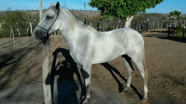 Cavalo Magalarga