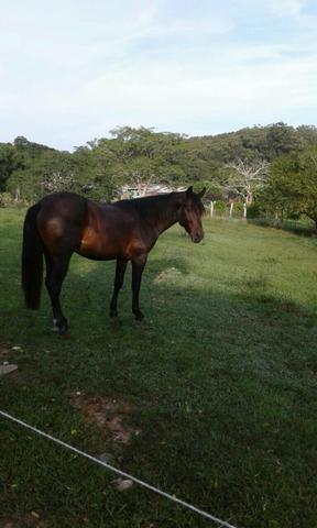 Cavalo da raça Campeiro - Marchador das Araucárias