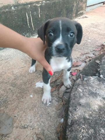 Doação de cachorro