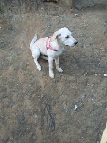 Doação de cachorro labrador