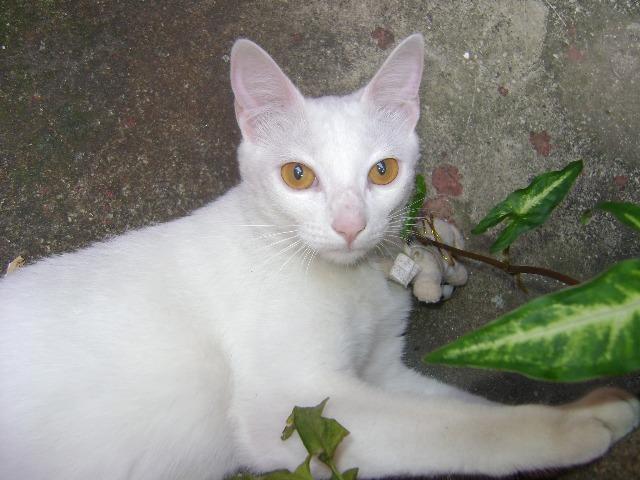 Doação de gata branca castrada