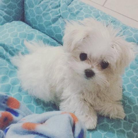 Maltês fêmea linhagem de campeões