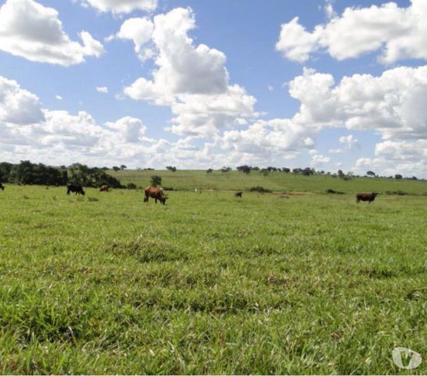 OPORTUNIDADE DE FAZENDA COM  ALQ EM CHAPADÃO DO SUL MS