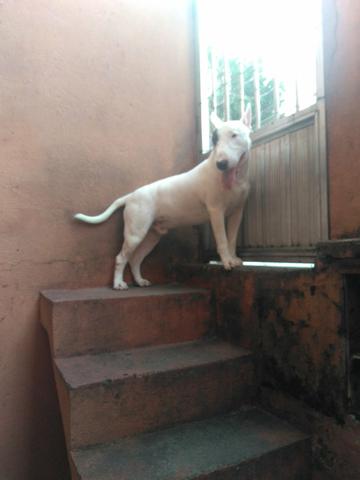Procura-se fêmea de Bull terrier para cruzar