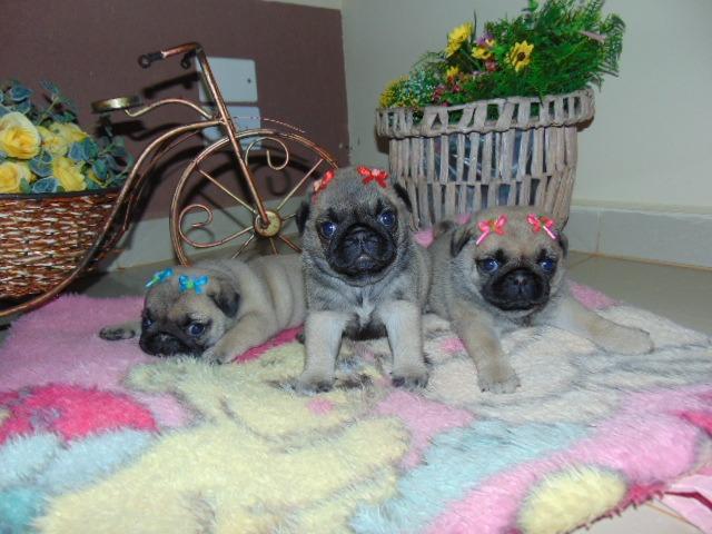 Pug femeas entregamos em todo Sp em 10x cartao!