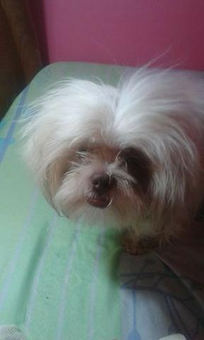 Shih Tzu linda femea com 5 meses