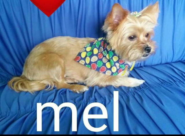 Vendo yorkshine fêmea