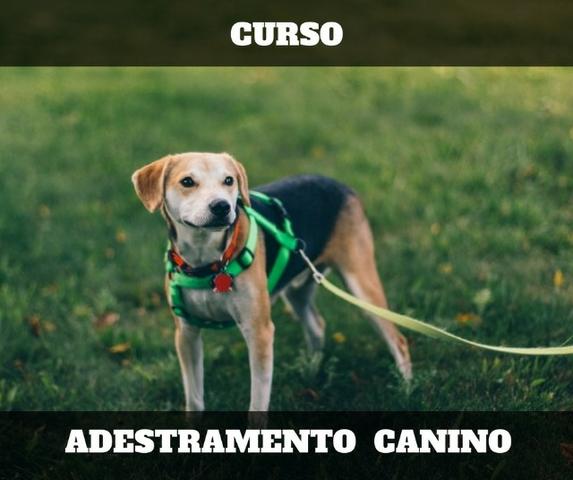 Adestramento Canino - Curso Básico Online