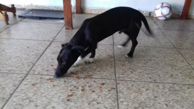Basset Hound Cachorro pra doação