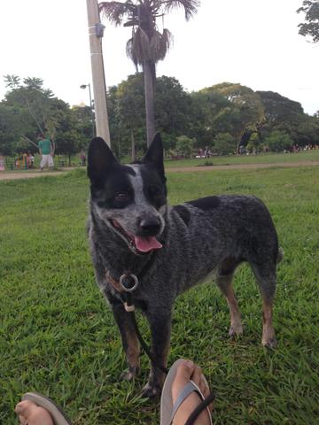 Blue heeler