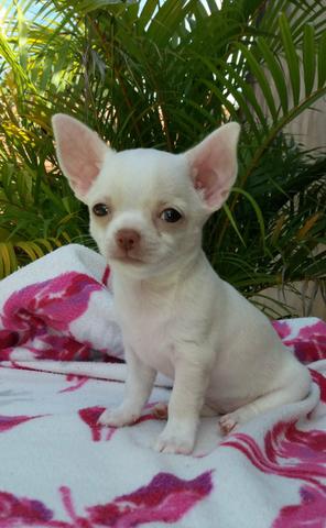 Chihuahua com pedigree cbkc