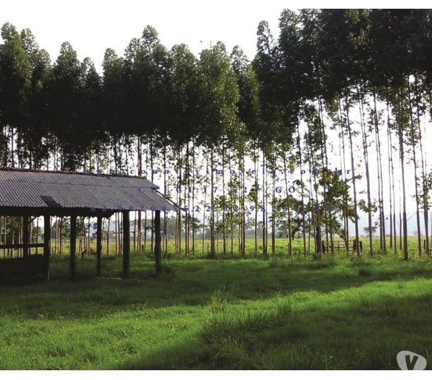 FAZENDA DE 475HA NA MARGEM DO RIO TOCANTINS SUDESTE DO PARÁ