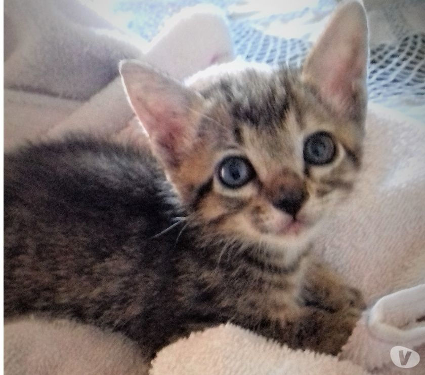 GATINHA PARA ADOÇÃO