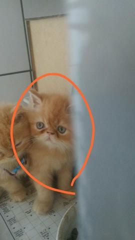 Gato Persa Macho Padrão Show