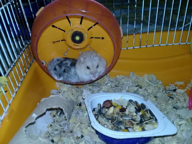 Hamster anão russo e sírio