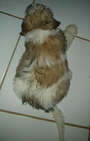 Lhasa apso femea