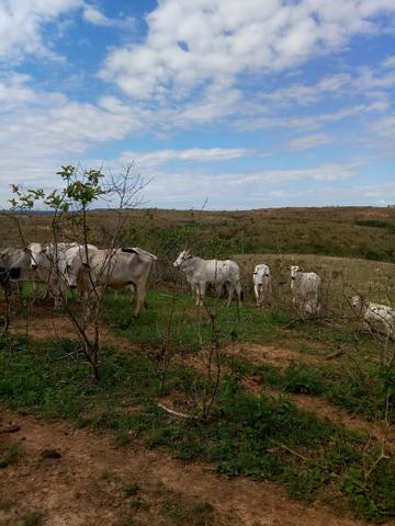 Vacas nelore zap  em Lagamar MG