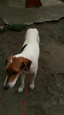 Cachorro americano com Beagle.