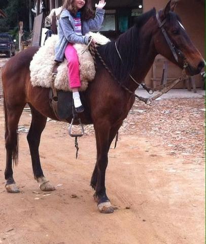 Cavalo crioulo 7 anos