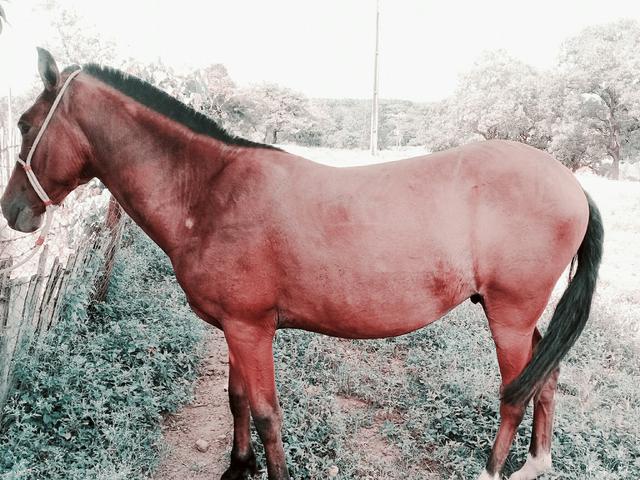 Cavalo mangolino