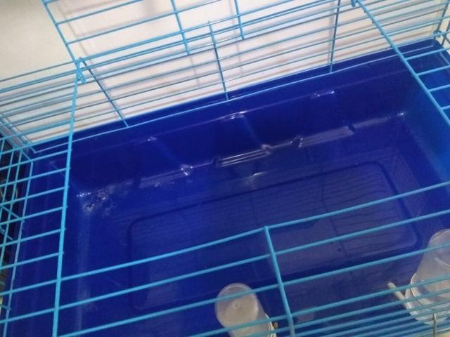 Gaiola para porquinho da Índia